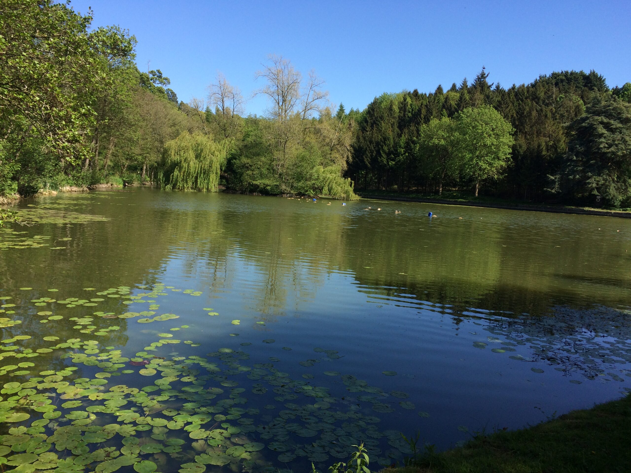 The Gall Pond, Tortworth Silver Bream Angling Association